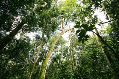 World Rainforest Day 2021: Theme, History and Significance