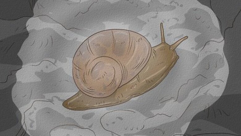 How to Find a Snail