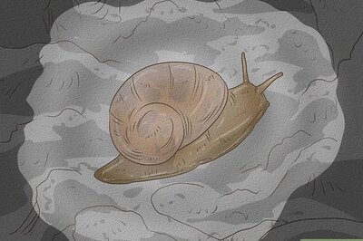 How to Find a Snail