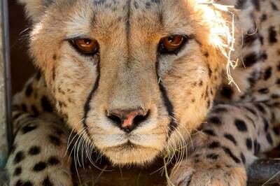 Aasha is Not Just a 4-Year-Old Cheetah But Hope of India’s Ambitious Wildlife Project