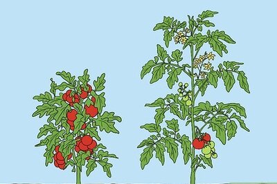 How to Support Tomato Plants in Pots