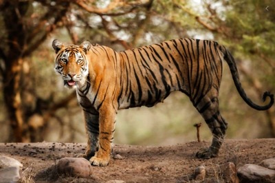 Tiger Dies While Being Taken to Sajnekhali Camp of Sunderbans for Treatment