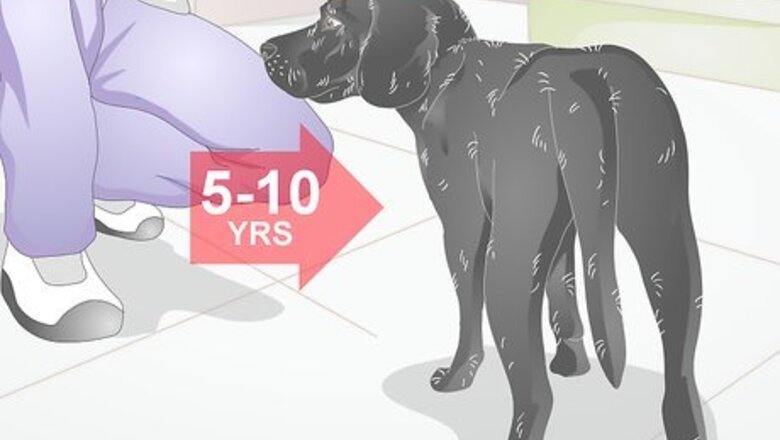 How to Choose a Dog Bed for a Senior Dog