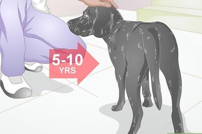 How to Choose a Dog Bed for a Senior Dog