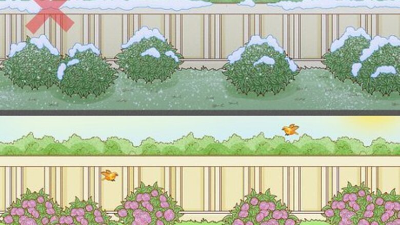 How to Grow Cannas