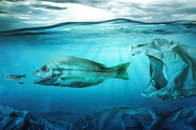 World Environment Day 2021: Here’s Why We Need to Conserve Oceans