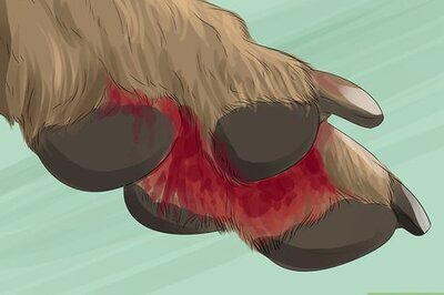 How to Keep Your Pets Safe in Winter