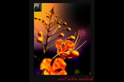 Actors turn photographers for charity