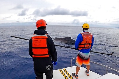 Emaciated And Entangled Humpback Whale Gets Help Off Hawaii