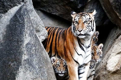 Skin, Foetuses of Critically Endangered Sumatran Tiger Found in Indonesia Poaching Case