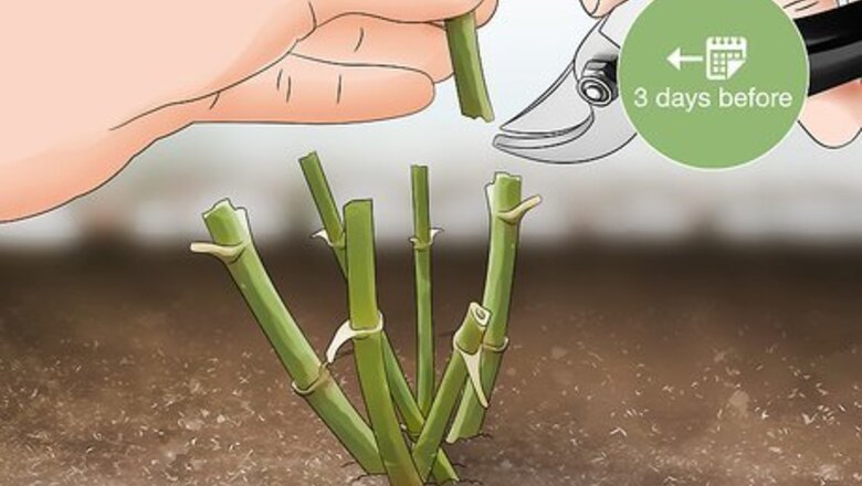 How to Cut Dahlia Tubers