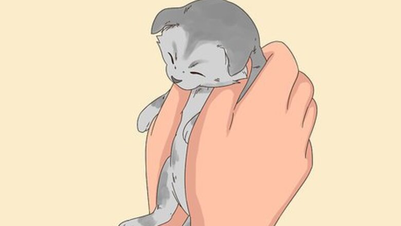 How to Keep Orphaned Kittens Warm