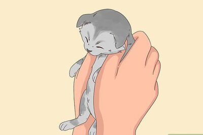 How to Keep Orphaned Kittens Warm