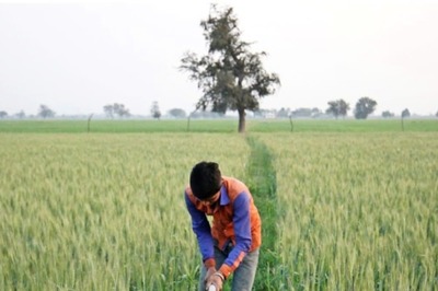 10pc of Wheat Crop Damaged Due to Untimely Rains; Output Unlikely to Decline on Higher Yield: Centre