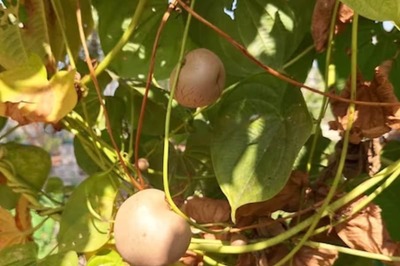 With Jain Potato Farming, Gujarat's Harsukhbhai Reshaping Indian Agriculture