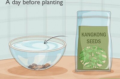 How to Plant Kangkong