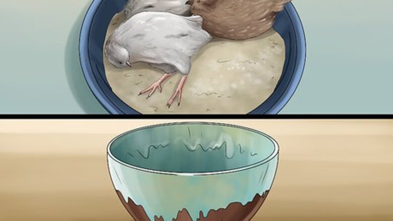 How to Keep Button Quail Groomed
