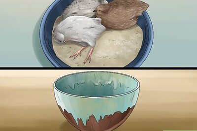 How to Keep Button Quail Groomed
