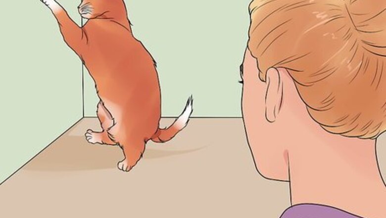 How to Calm a Cat in Heat