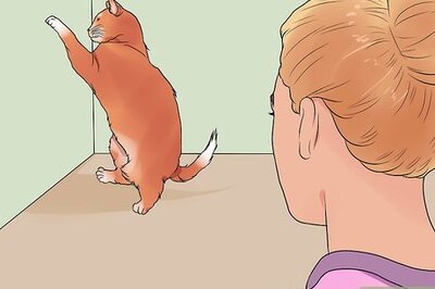 How to Calm a Cat in Heat