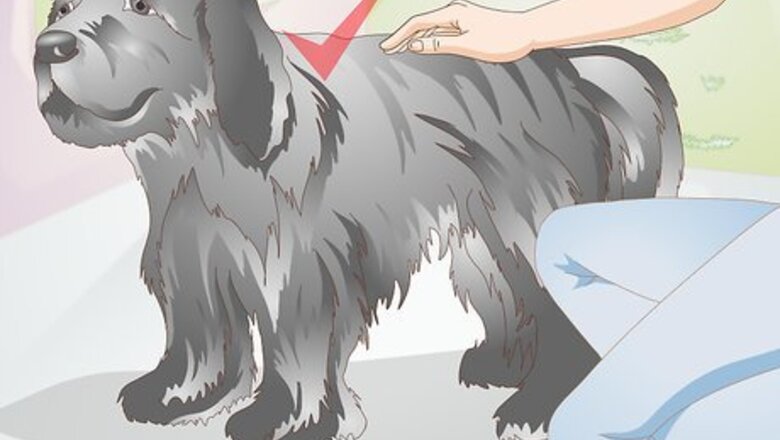 How to Brush Your Dog