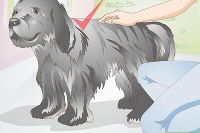 How to Brush Your Dog