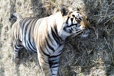 Another Tiger Found Dead in MP, 61 Killed Since 2016