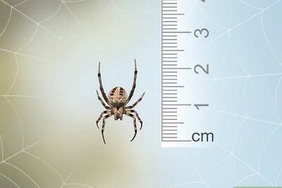 How to Identify a Barn Spider