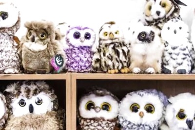 Optical Illusion: Can You Spot The Real Owl In 5 Seconds?