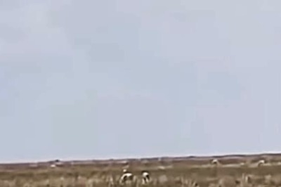 Viral Video Shows Gazelle Tricking Lioness In A Chase