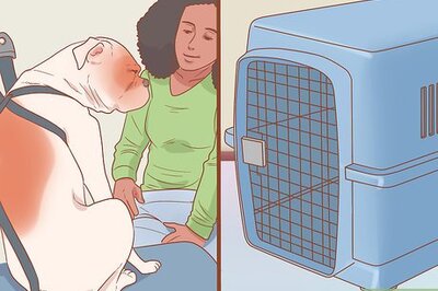 How to Travel by Car with Your Dog