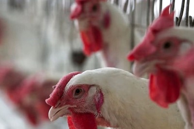 Chicken Price Skyrockets In Hyderabad, Touches Rs 300 Per Kg From Rs 125 Within a Week