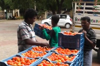 Cheaper Tomatoes Ahead! Big Step By Govt; Here's How You Will Get Low Cost Tomatoes