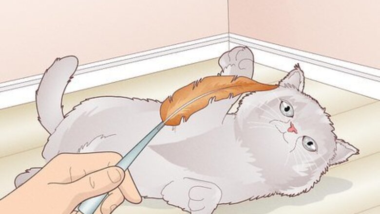 How to Bond With Your Kitten
