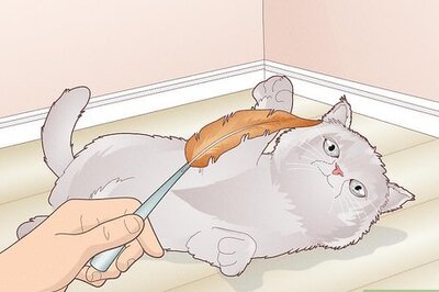How to Bond With Your Kitten