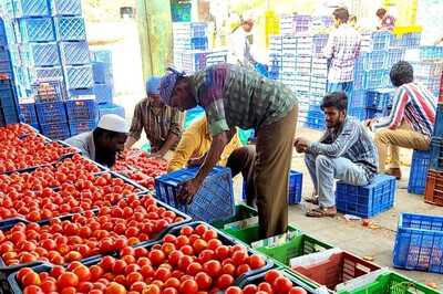 82% Paid Over Rs 100/Kg for Tomatoes Even After Govt Intervention, 15% Stopped Buying Veggie: Survey