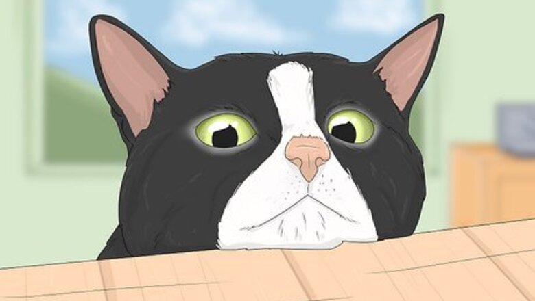 How to Communicate with Animals