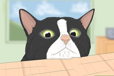 How to Communicate with Animals