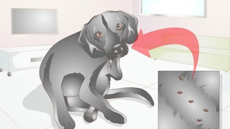 How to Treat Tapeworm in Dogs