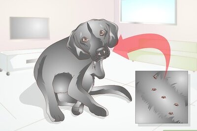 How to Treat Tapeworm in Dogs