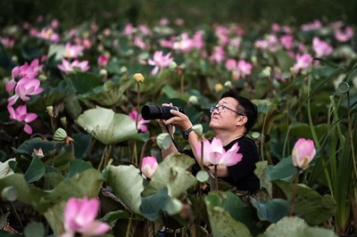 Thai Lotuses Bloom Again After 10 Years
