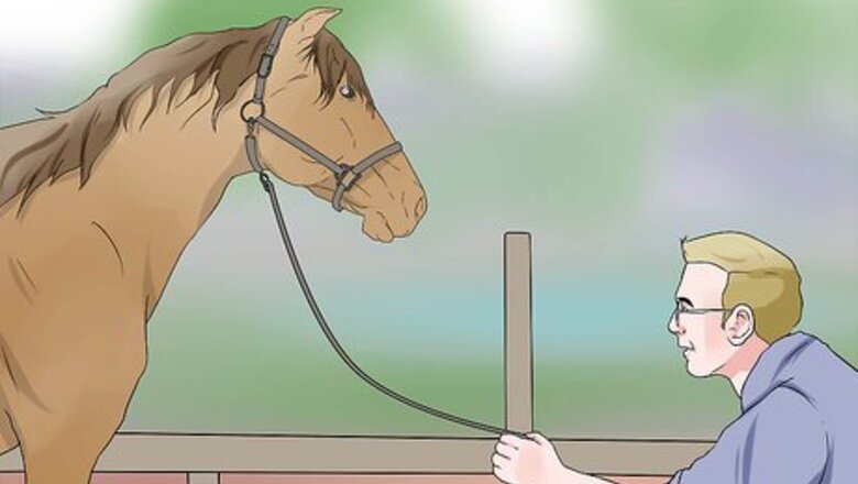 How to Plait a Horse's Tail