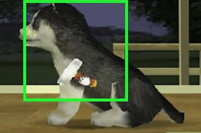 How to Walk Your Nintendogs