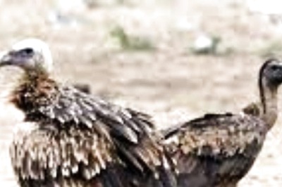 Suspected Poisoning Claims Lives of 100 Endangered Vultures in Assam; Check Sale of Insecticides, Demand People