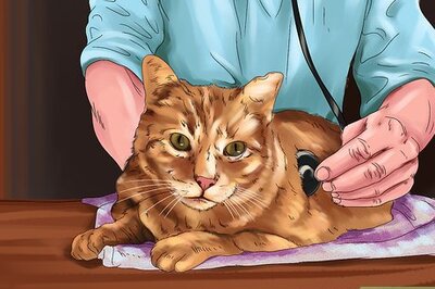 How to Handle Essential Oil Poisoning in Cats