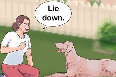How to Train a Weimaraner