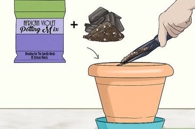 How to Care for a Lipstick Plant