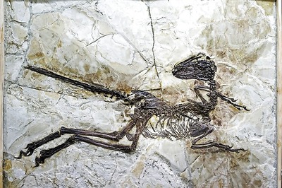 New species of bird-like dinosaur discovered in China