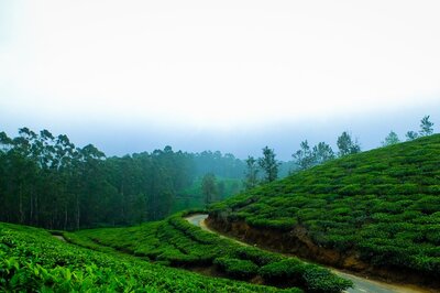 Why Coorg Is So Famous For Its Coffee And Plantation