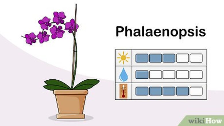 How to Choose an Orchid Plant